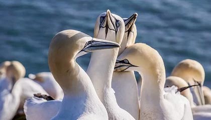 每日精确探测你的星座奥秘：星座运势API接口有何优势？