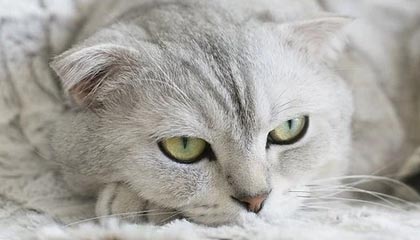 黄历运势API免费接口有哪些？黄历运势API连接器接口如何付费定制？