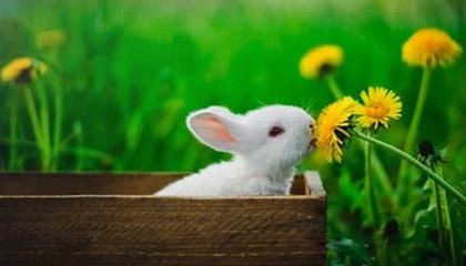 今日运势查询：哪些星座运势API接口值得推荐？